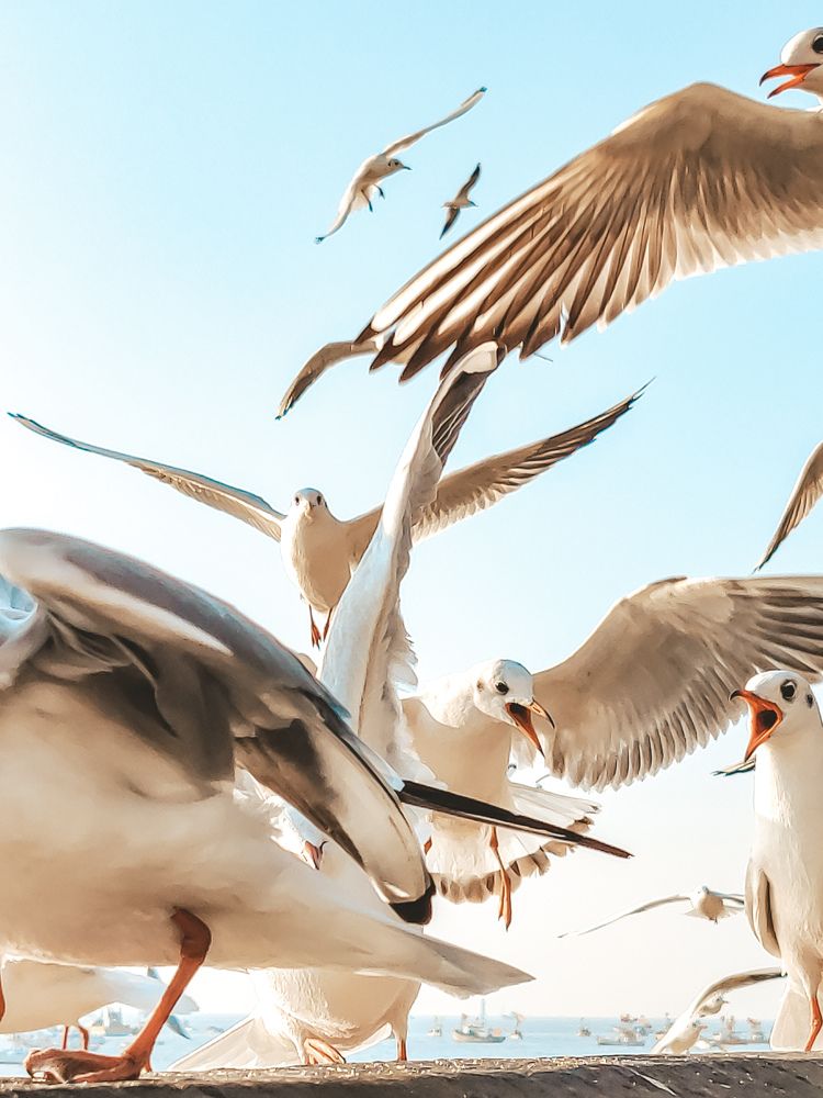 Photograph by Furqan Ahmed Golandaz