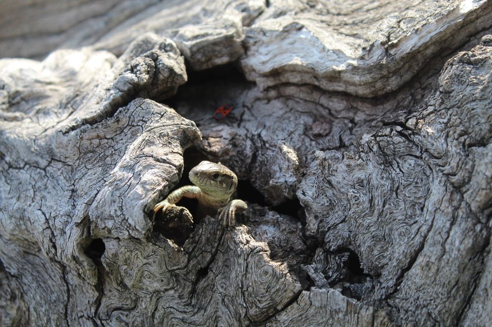 Хозяйка берёзового пенька