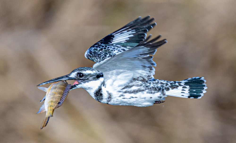 Фотография автора ADLER GOLDFARB