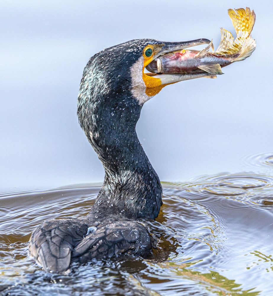 Фотография автора ADLER GOLDFARB