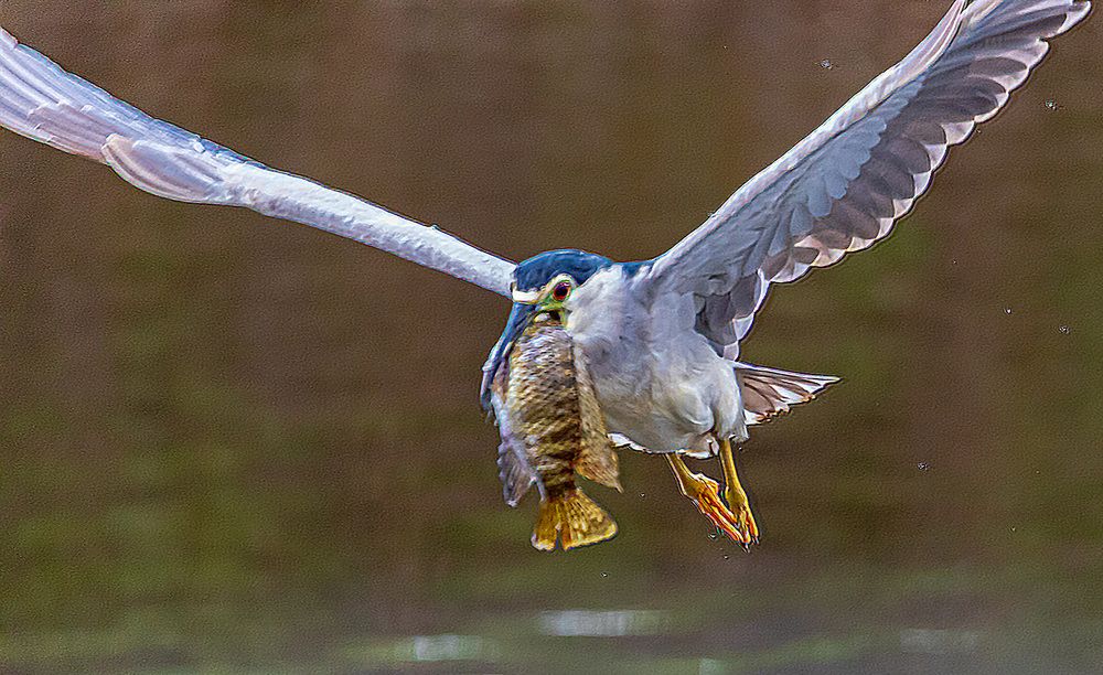 Фотография автора ADLER GOLDFARB