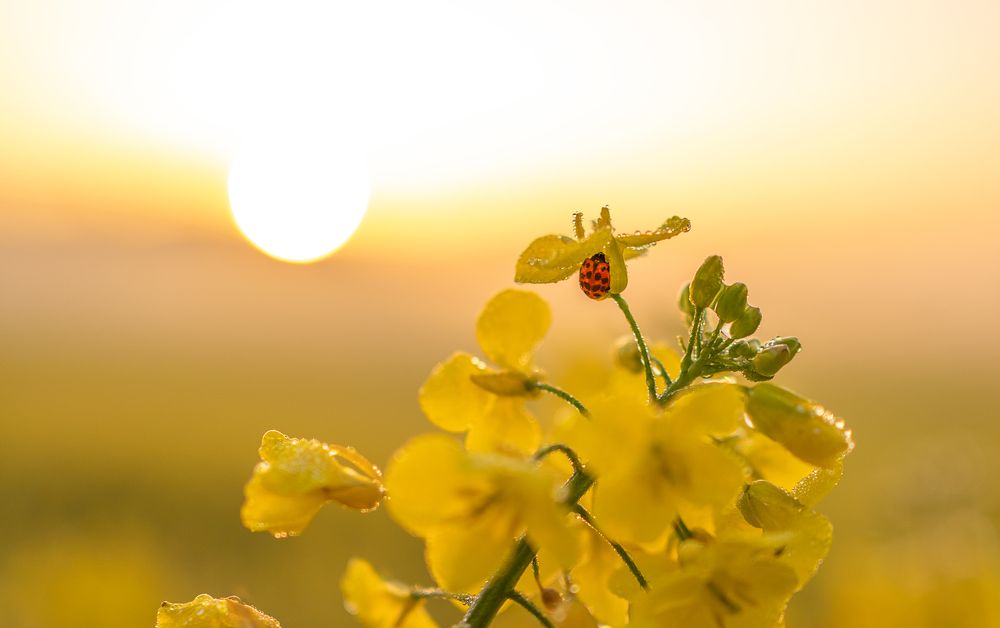 Photograph by LYUDMYLA POKRYSHEN