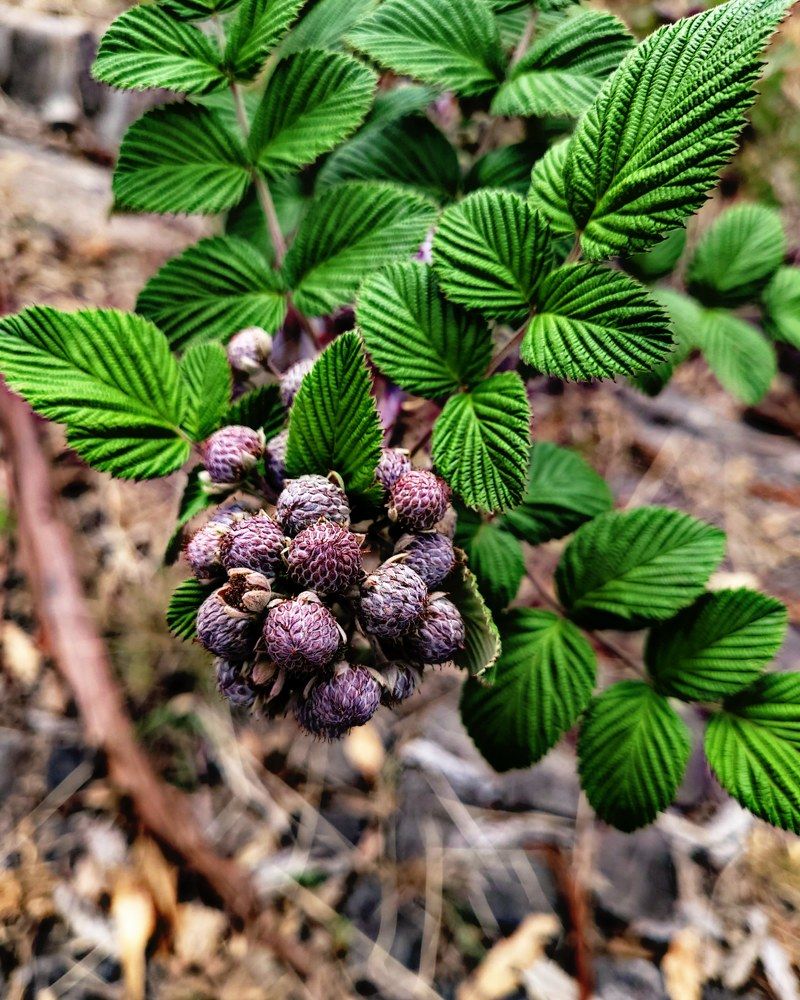 Photograph by amanuael amanuael