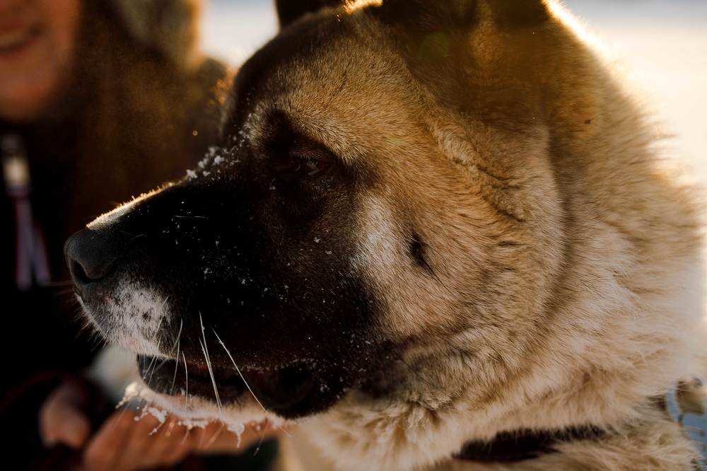 Фотография автора Анна Толмачева