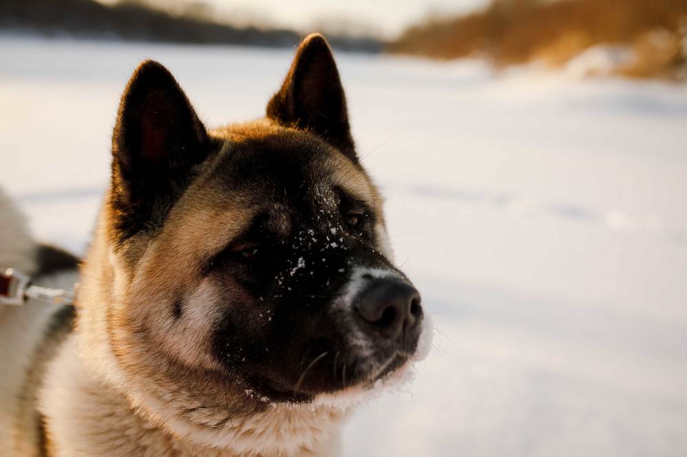 Фотография автора Анна Толмачева