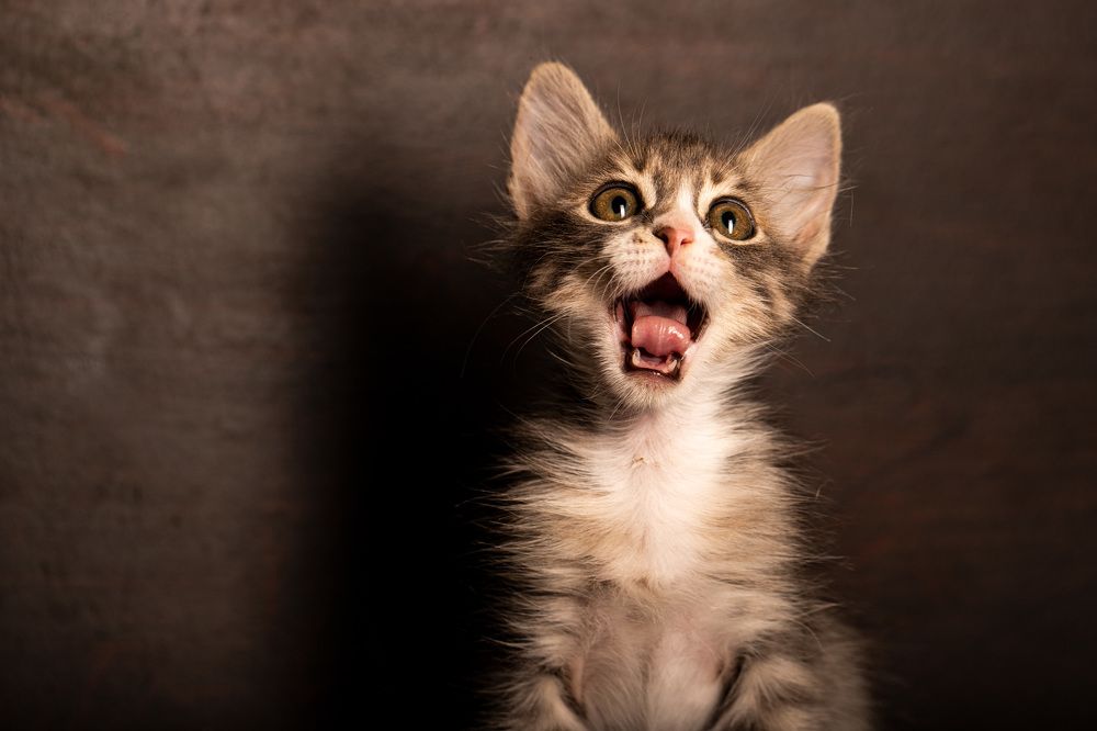 кошка по имени Мышка