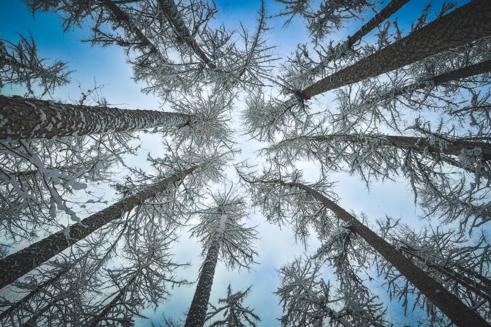 Сказочная роща