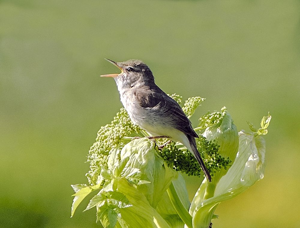 Photograph by Сергей Балухта