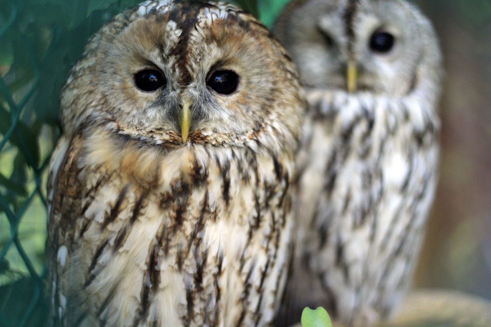 Photograph by Елена Титова