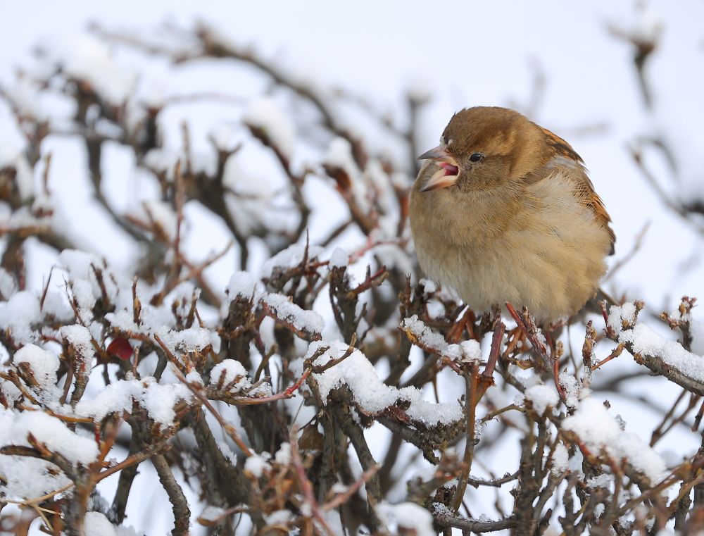 Photograph by Станислав Вершинин