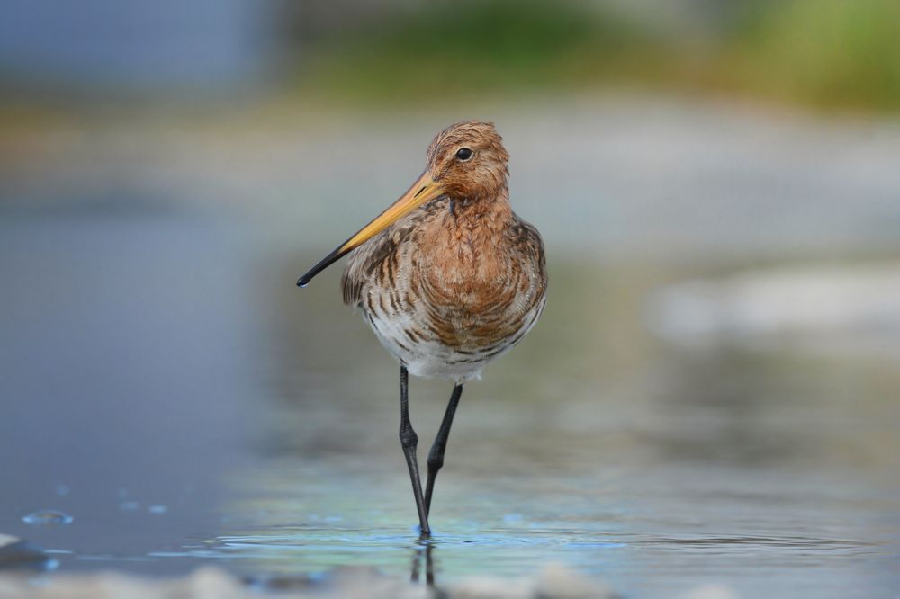 Photograph by Светлана Медведева