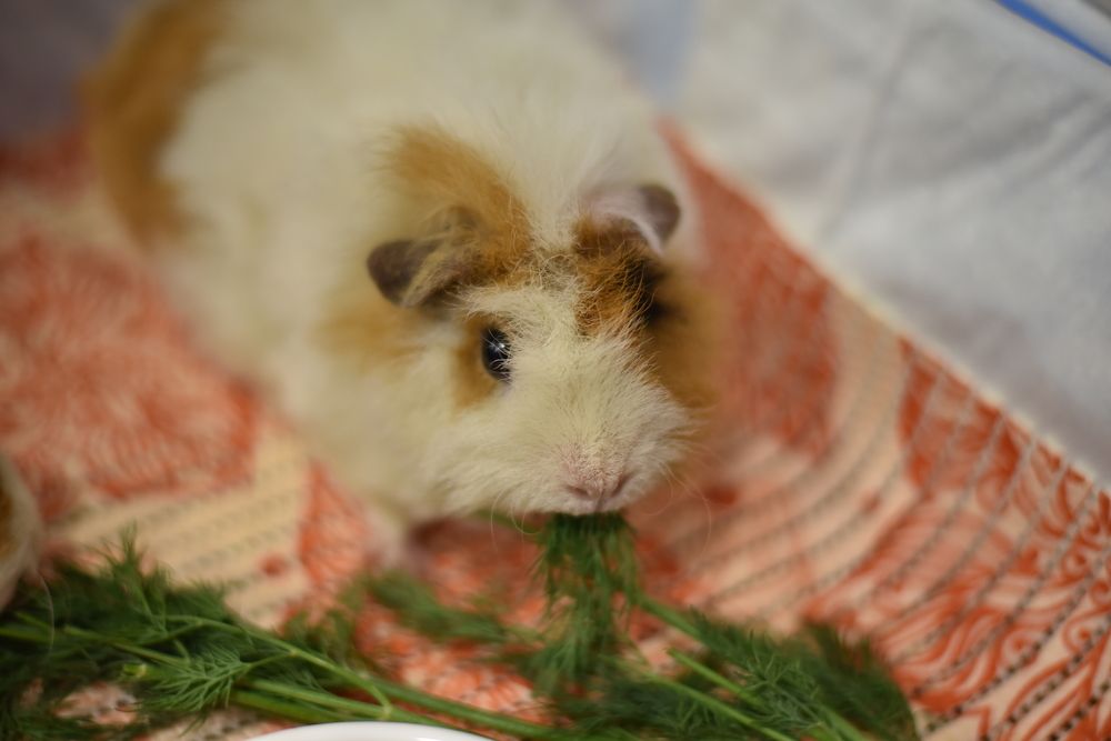 Photograph by Виктория Шамурина