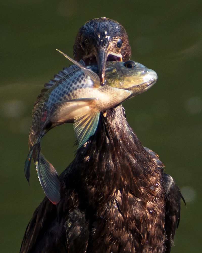 Photograph by Souradeep Chakraborty