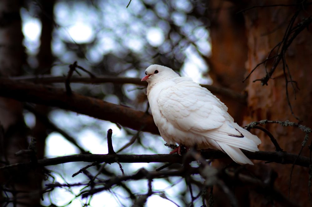 Photograph by Алексей Ильин