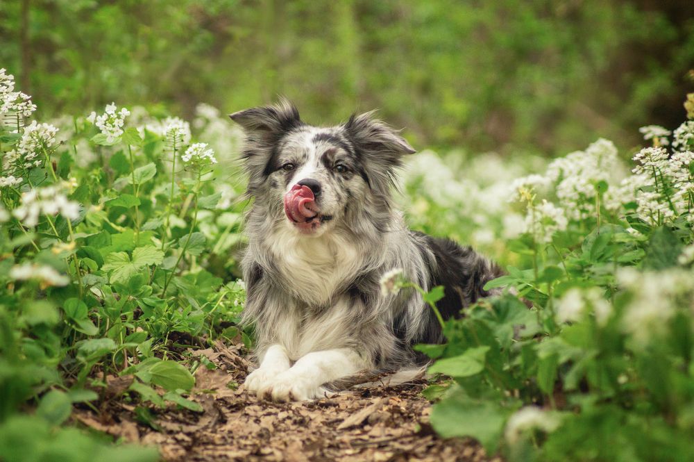 Photograph by паутинник фиолетовый