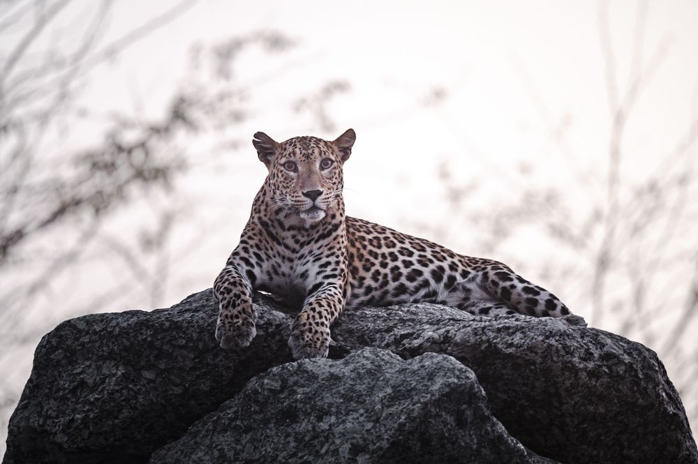 Photograph by Narayanan Iyer