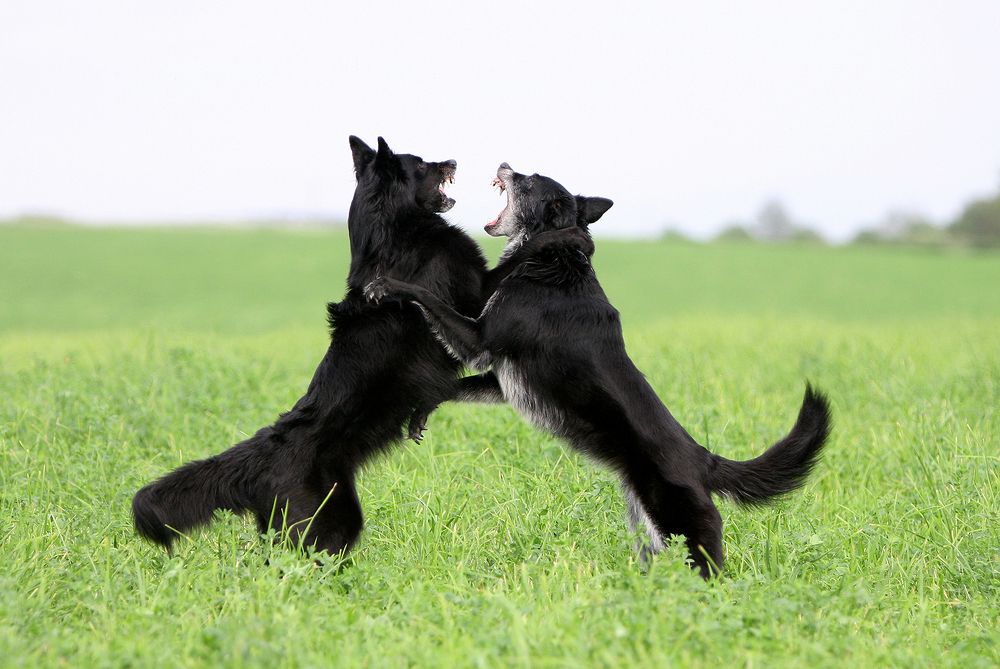 В поле да силушкой помериться!