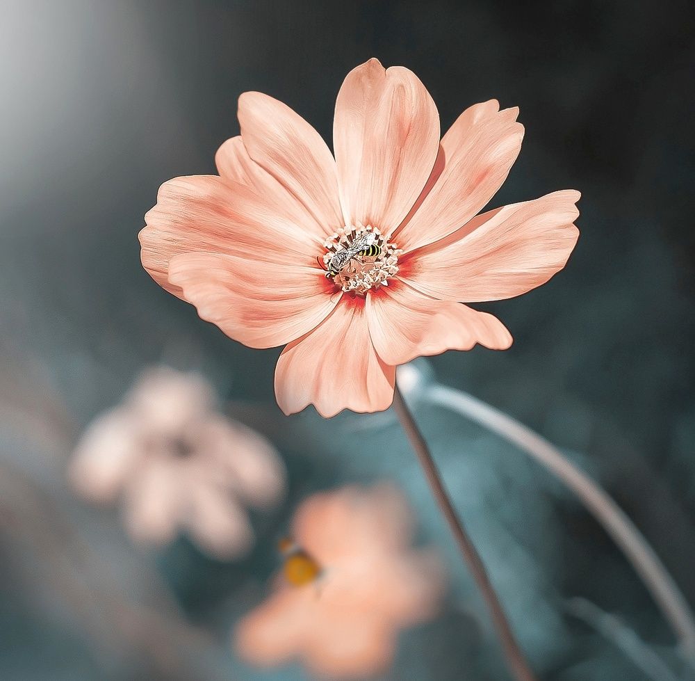 Photograph by amir_arsalan ezazi