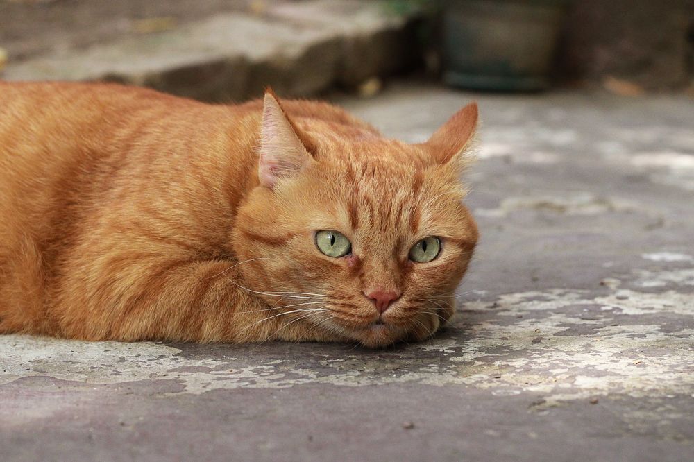 Photograph by Dubravka Madjinca