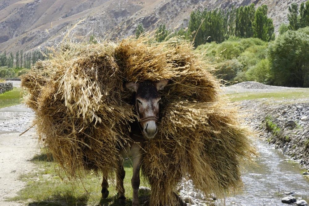 Фотография автора Татьяна Добровольская