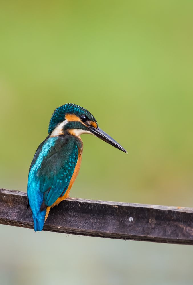 Photograph by Dipayan Debbarma