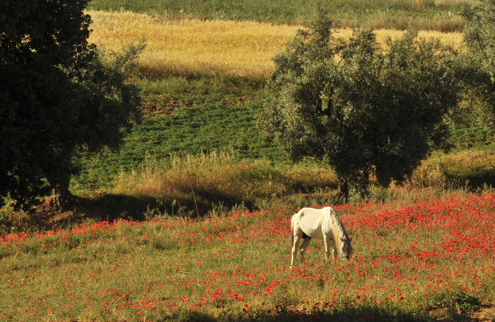 Photograph by Mohamed Kaouche