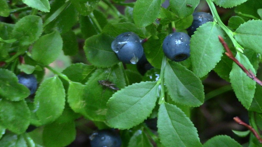 Photograph by Ирина Степановна Азаренкова