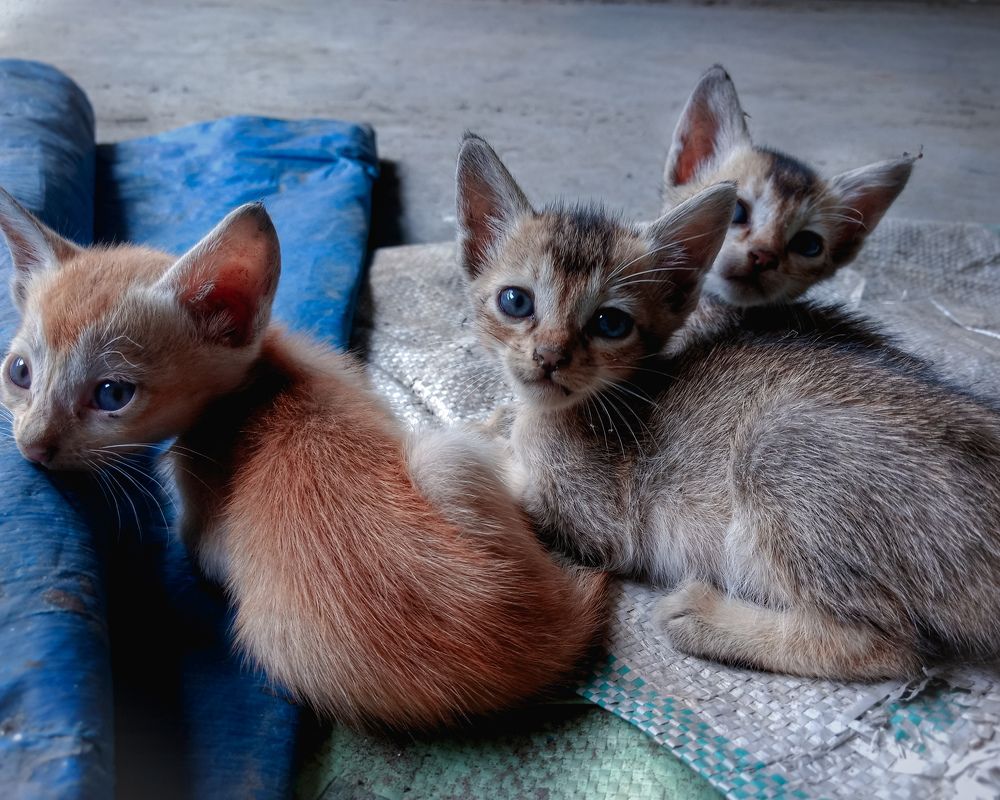 Photograph by Subrata Roy