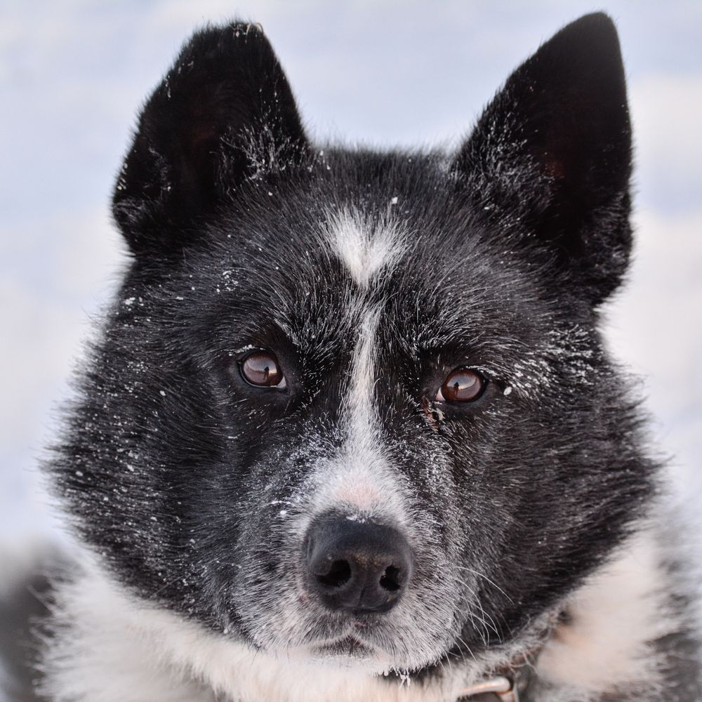 Глазами собаки