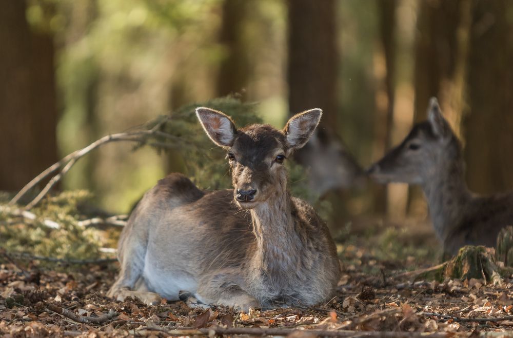 Photograph by Irma Huisman