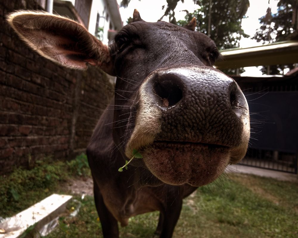 Photograph by Subrata Roy