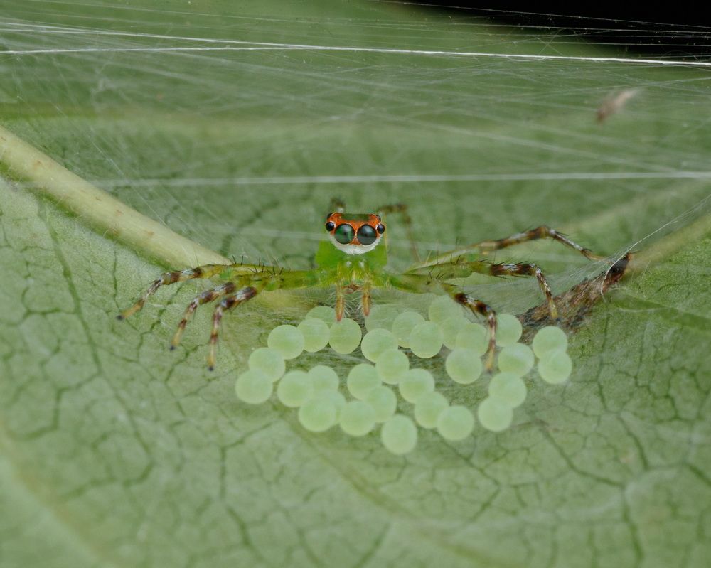 The Guardian of the future