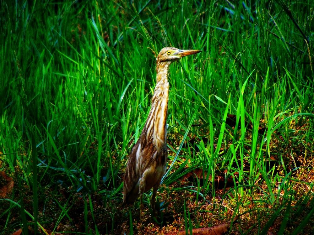 Photograph by Ruchika Kalangutkar