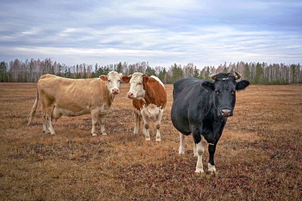 Photograph by Нина Будникова