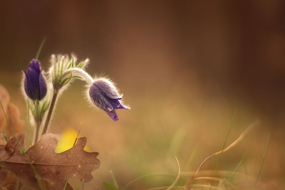 Photograph by Petya Lazarova