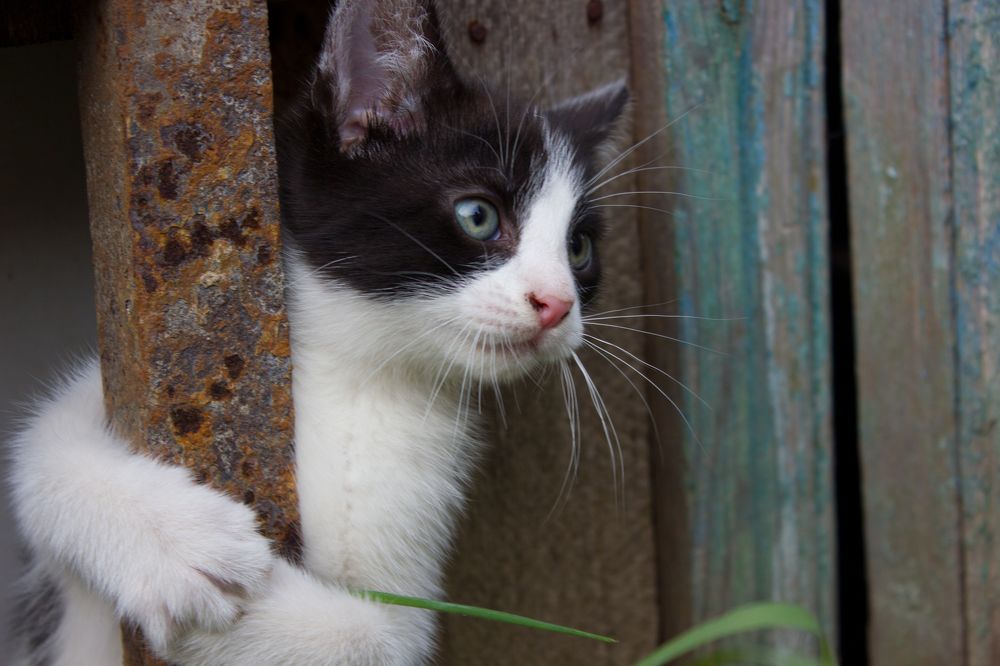 Photograph by Оксана Тонкошкурая