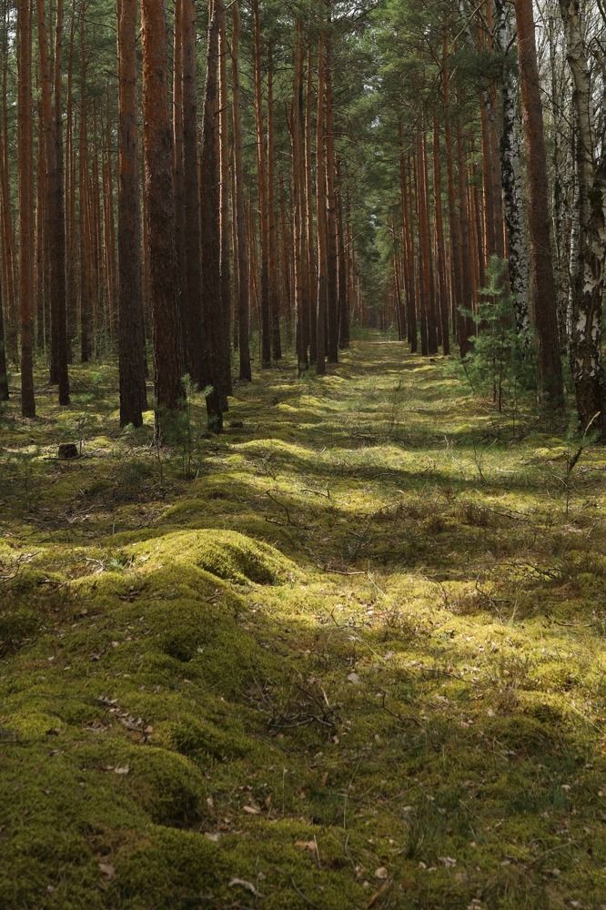 Photograph by Ксения Лаевская