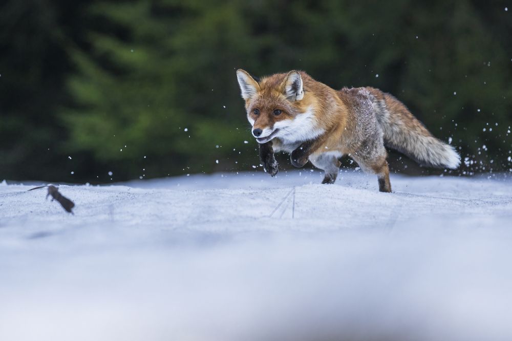 Photograph by Rok Štirn