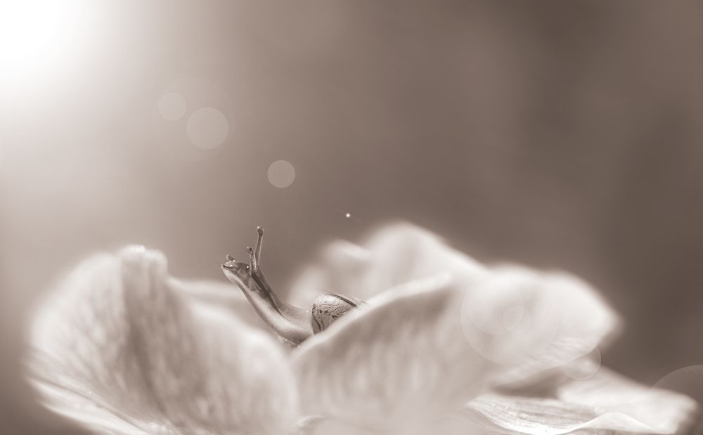 Фотография автора Анжелика