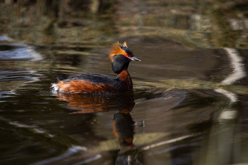 Фотография автора Евгений Лукьянов