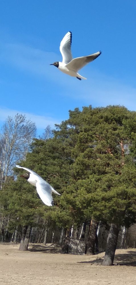 Photograph by Любовь Макарова