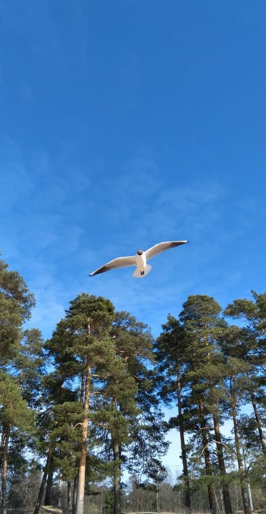 Photograph by Любовь Макарова