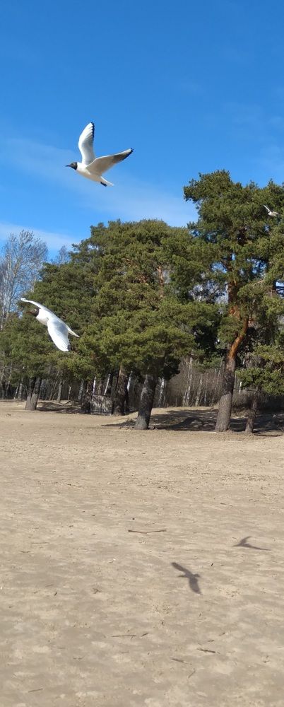 Photograph by Любовь Макарова