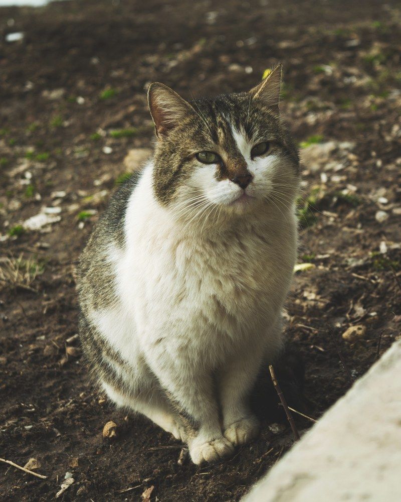 Фотография автора Василий Зачесов