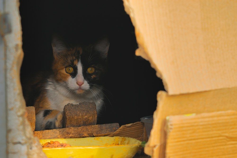 Фотография автора Василий Зачесов