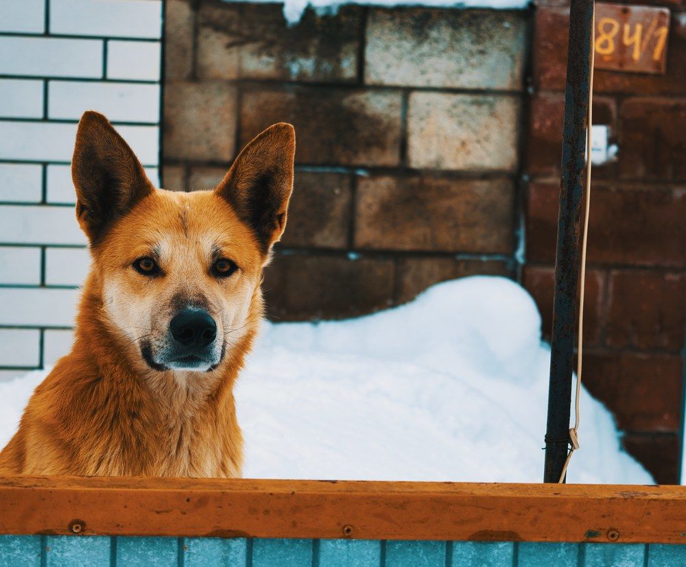 Фотография автора Василий Зачесов