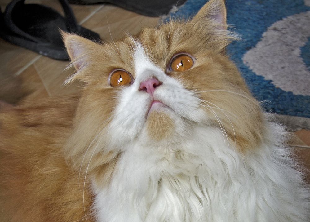 Фотография автора JONI HIDAYAT