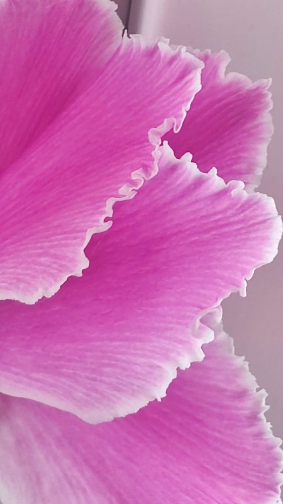 Photograph by Jasminka Nadaškić