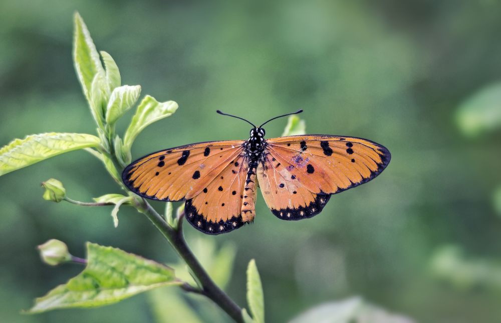 Фотография автора JONI HIDAYAT