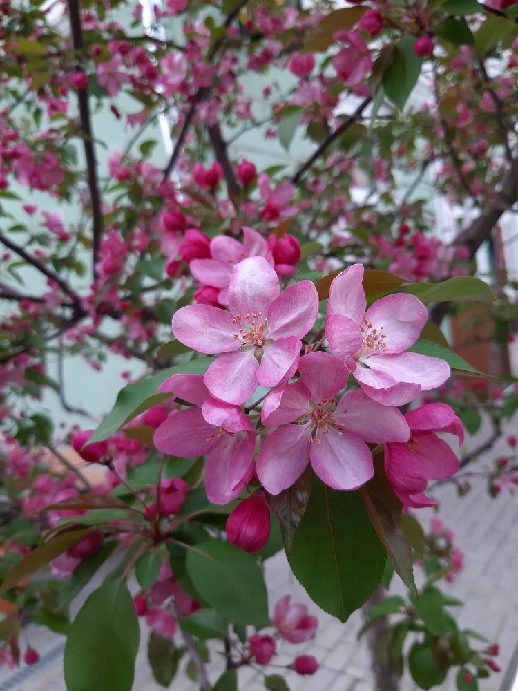 Дыхание весны